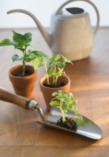 Soil and seedlings on spade and in flower pots.