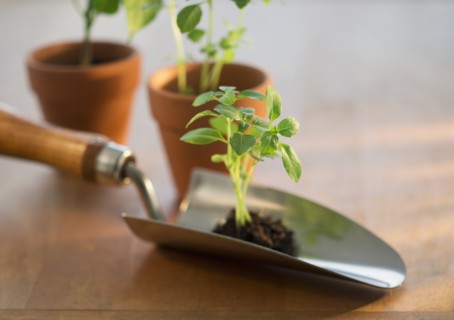 Soil and seedlings on spade and in flower pots.