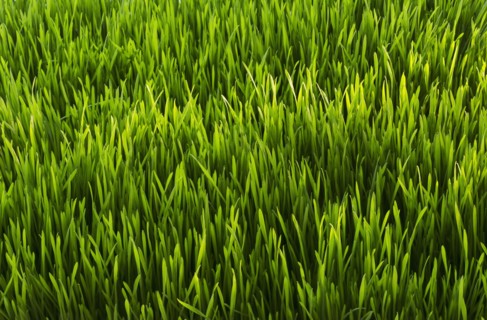 Close-up of green grass.