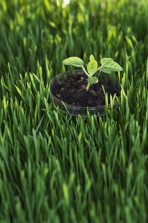 Seedling on petri dish in grass.