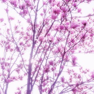 Magnolia blossoms.