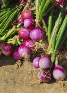 Fresh red onions in bunches.
