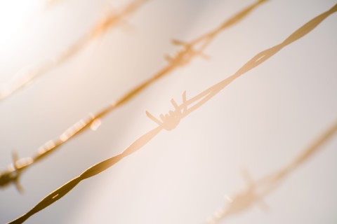 Barbed wire in bright sunshine.