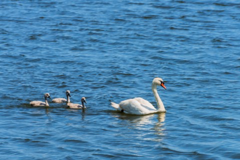 Female swan and chicks swimming in lake.