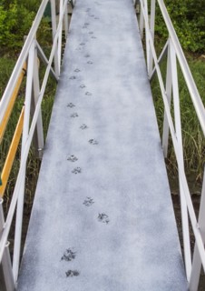 Pawprints on boardwalk. Photo: Daniel Grill