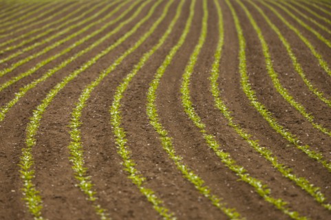 France, Rocroi, Field with sprouting corn. Photo : Mike Kemp