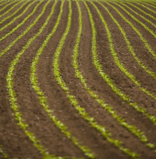 France, Rocroi, Field with growing vegetables. Photo : Mike Kemp
