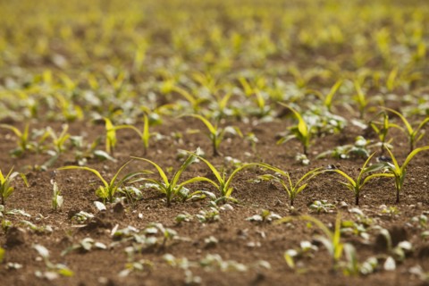 Close-up of sprouting corn. Photo : Mike Kemp