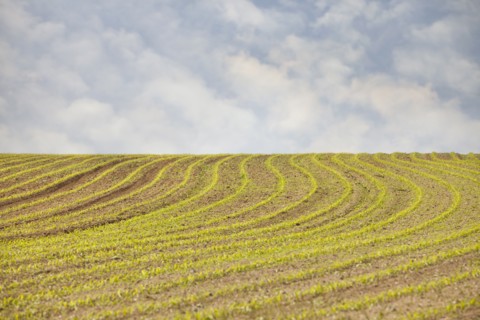 France, Rocroi, Field with sprouting croon. Photo : Mike Kemp
