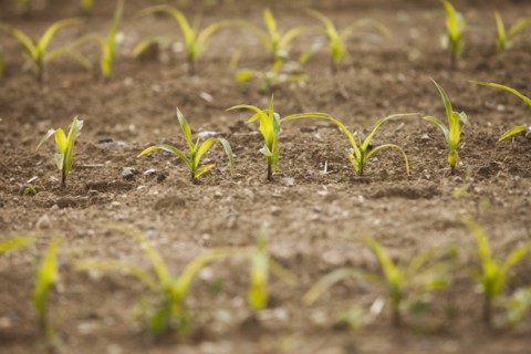 Close-up of sprouting corn. Photo : Mike Kemp