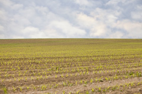 France, Rocroi, Field with sprouting corn. Photo : Mike Kemp