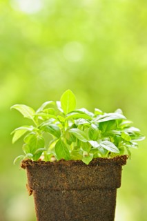 Sweet basil seedlings. Photo : Elena Elisseeva