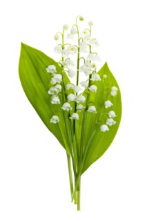 Lily of the valley, studio shot. Photo : Elena Elisseeva