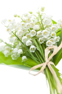 Lily of the valley, studio shot. Photo : Elena Elisseeva