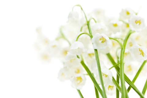Lily of the valley, studio shot. Photo : Elena Elisseeva