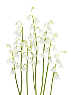 Lily of the valley, studio shot. Photo : Elena Elisseeva