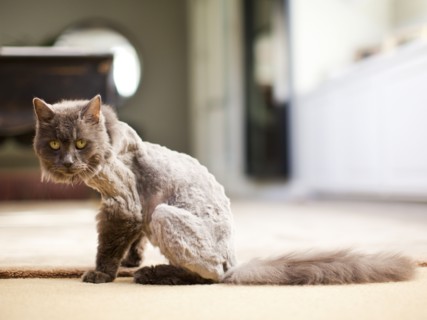 Partly shaved cat looking at camera. Photo : Jessica Peterson
