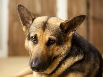 Portrait of German Shepard. Photo : Jessica Peterson
