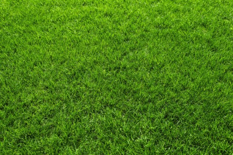 Green grass.