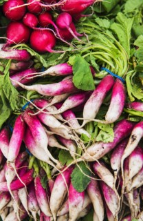 Bunches of radish.
