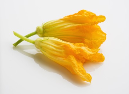 Zucchini blossoms on white background, studio shot.