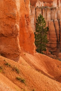Single tree by steep cliff.