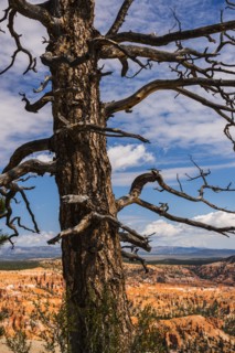 Dead tree.