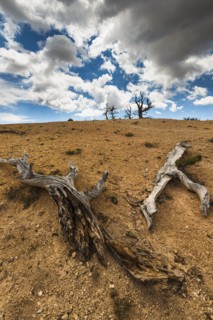 Dead trees.