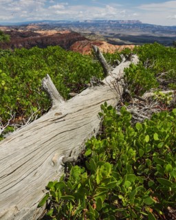 Weathered log .