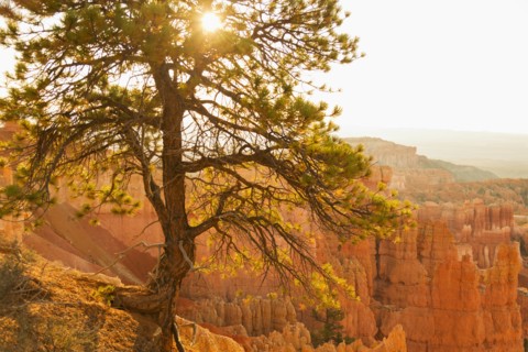 Bryce Amphitheater, Sun shining through tree.