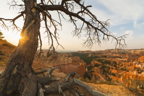 Bryce Amphitheater, Tree at the edge of canyon.