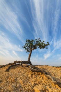 Ponderosa Pine at the edge of cliff.