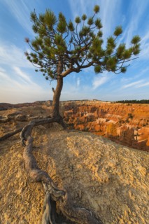 Ponderosa Pine at the edge of cliff.