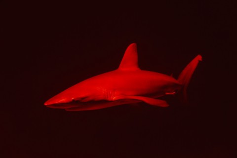 Red shark in dark water.