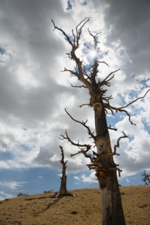 Dead trees.