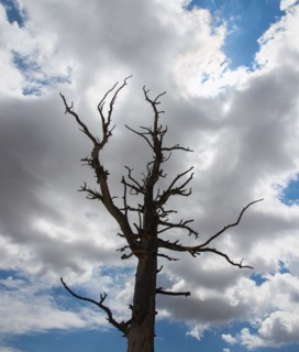 Dead tree against clouds.