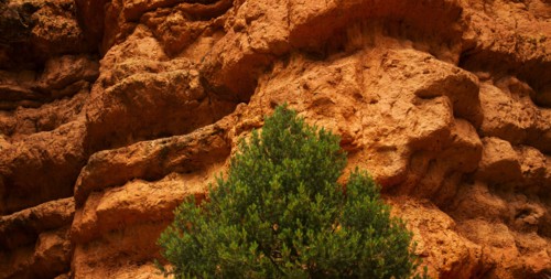 Tree and steep cliff.