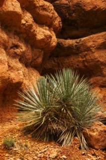 Plant and rocks.
