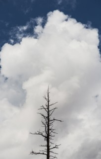 Dead tree against cloudy sky.
