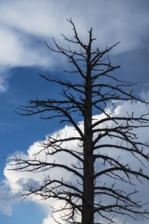 Dead tree against cloudy sky.