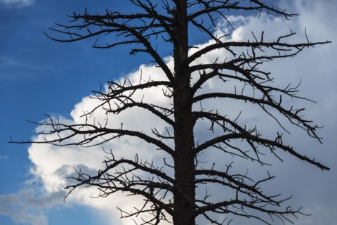 Dead tree against cloudy sky.