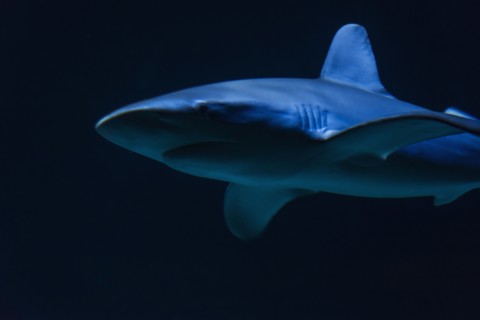 Underwater view of shark in sea.