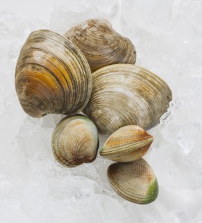 Close up of clams, studio shot.