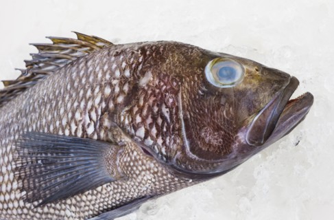 Bass fish, studio shot.