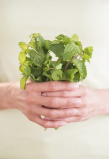 Woman holding fresh mint.