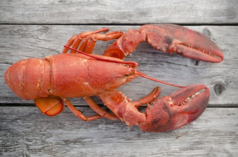 Raw lobster. Photo: Jamie Grill