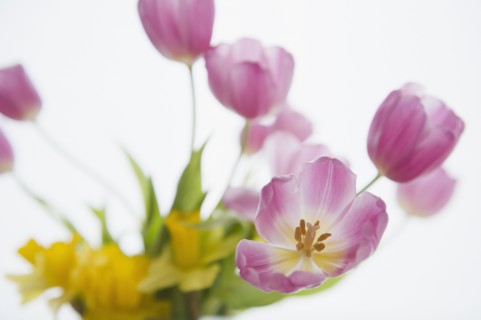 Studio shot of purple tulips. Photo : Jamie Grill