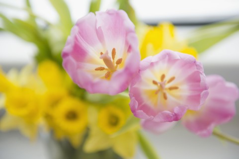 Studio shot of purple tulips. Photo : Jamie Grill