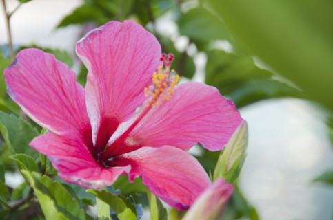 Close-up of pink hibiscus. Photo : Jamie Grill