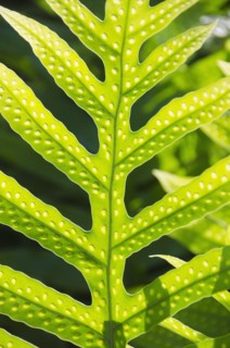 Close up of leaf. Photo : Jamie Grill